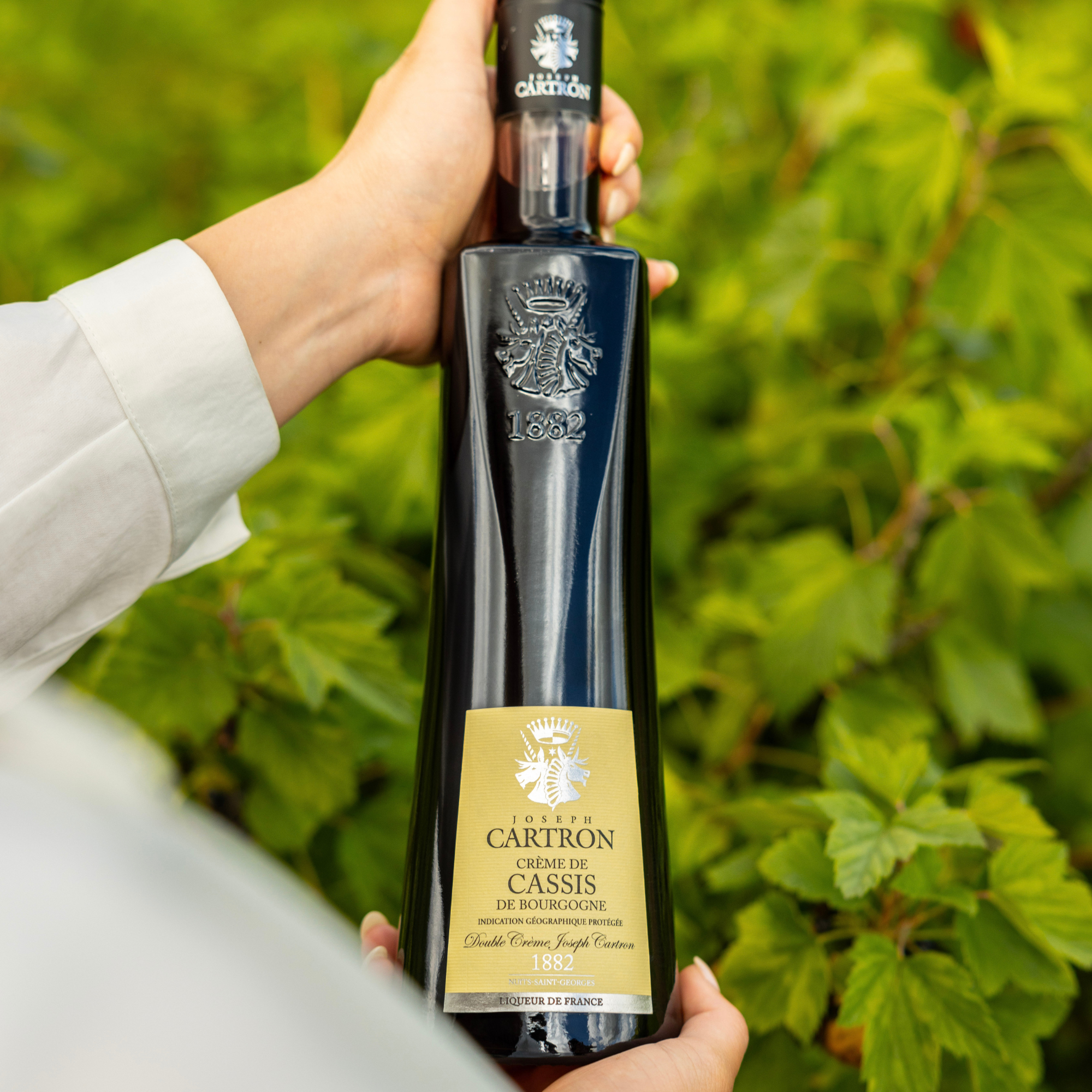 A hand holds a tall, dark bottle of Cartron Crème de Cassis de Bourgogne (Blackcurrant) Liqueur 700 ml, its gold label shining against vibrant green leaves.